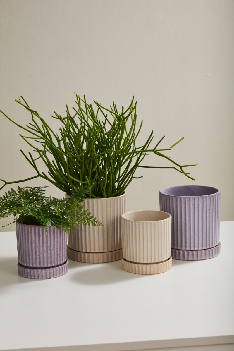 Design Shop Los Feliz Pot with Saucer 5"x 5.5"