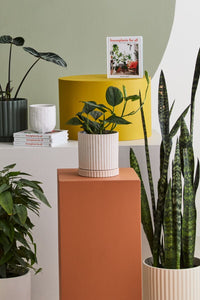Design Shop Los Feliz Pot with Saucer 5"x 5.5"