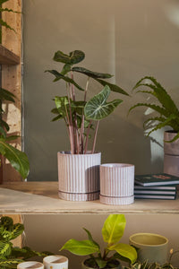 Design Shop Los Feliz Pot with Saucer 5"x 5.5"