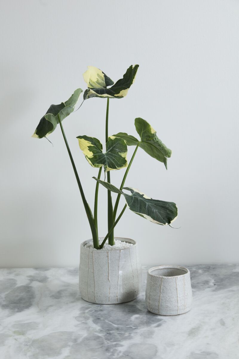 Design Shop Morgan Pot 7"x 6.5"