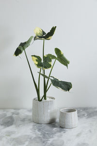 Design Shop Morgan Pot 7"x 6.5"