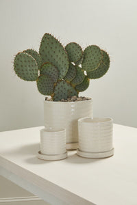 Design Shop Morse Pot with Saucer 12"x 10.5"