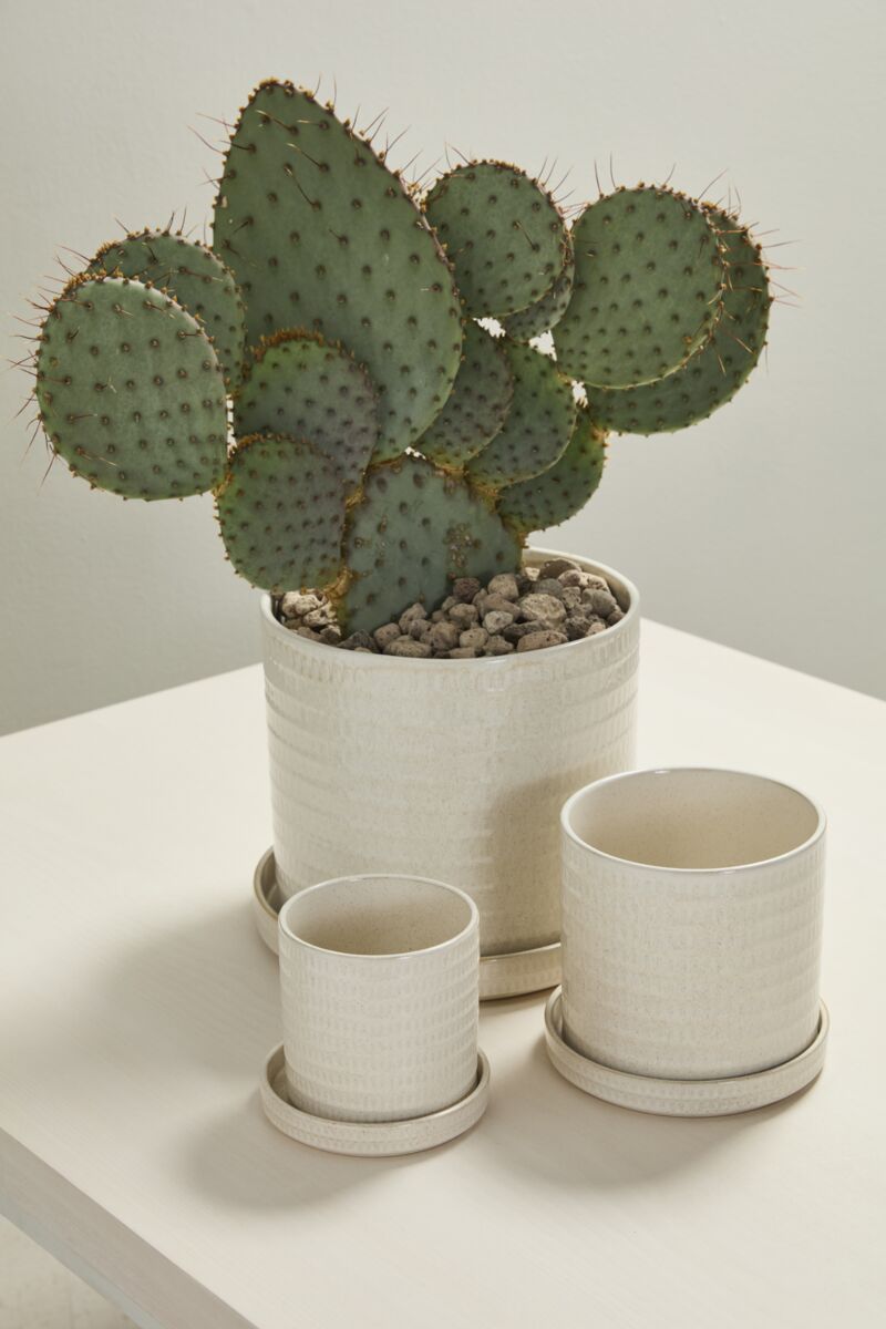 Design Shop Morse Pot with Saucer 6"x 5.5", Set of 2