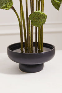 Design Shop Nightingale Compote 6.25"x 3.75", Set of 2