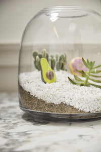 Design Shop Oliver Terrarium 6.75"x 7"