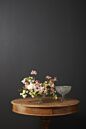 Design Shop Opulent Compote 8.75"x 7.5"