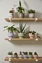 Design Shop Pasadena Pot 6.25"x 6"