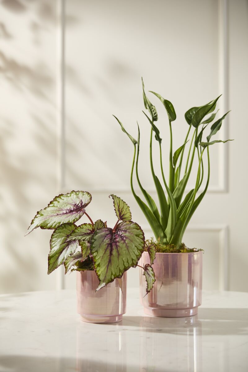 Design Shop Passion Pot 5"x 5", Set of 2