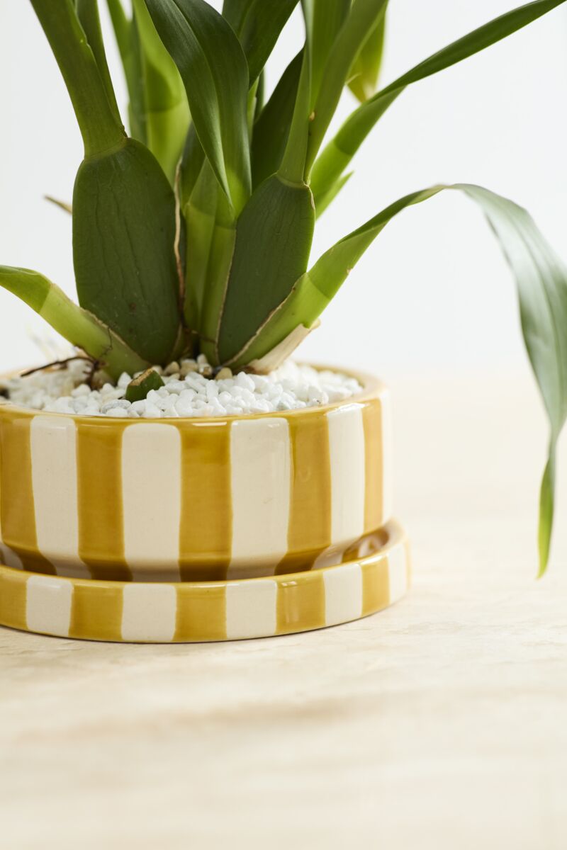 Design Shop Saffron Pot with Saucer 6.5"x 3"