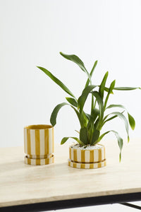 Design Shop Saffron Pot with Saucer 6.5"x 3"