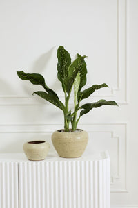 Design Shop Soren Pot 12.5"x 9"