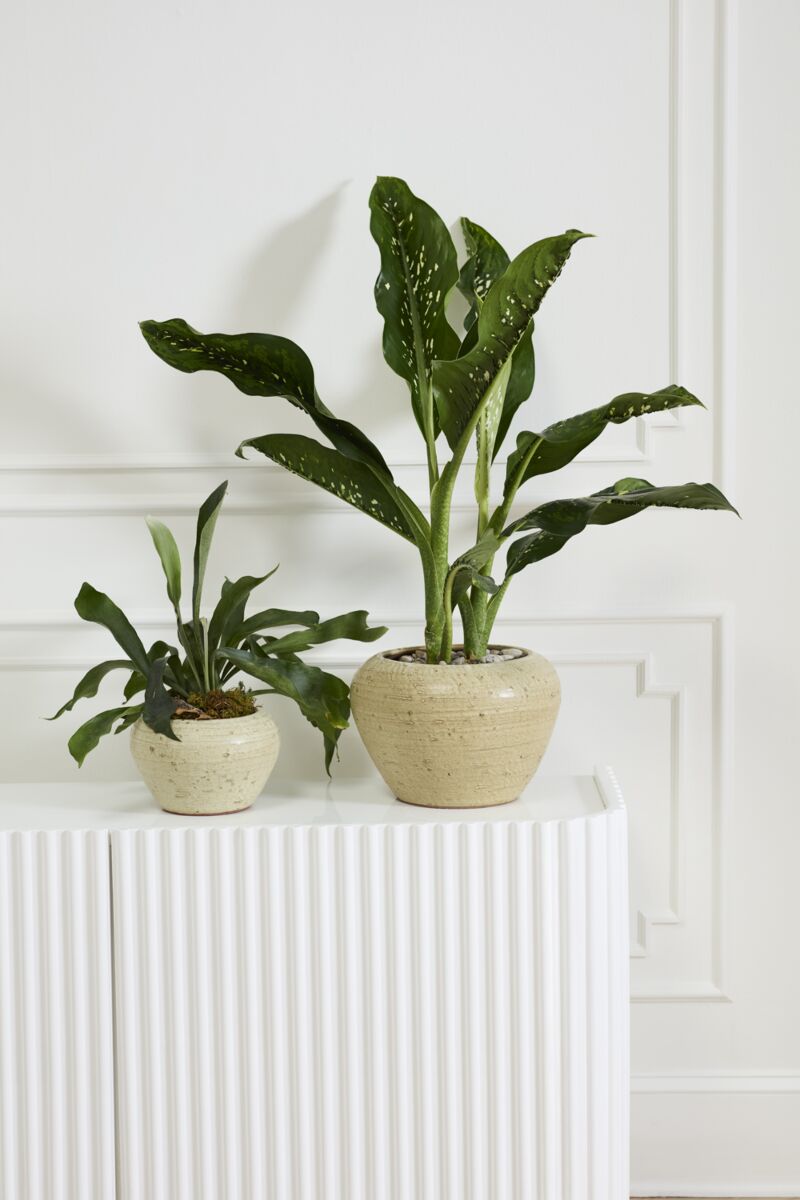 Design Shop Soren Pot 12.5"x 9"
