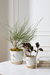 Design Shop Stepped Mushroom Pot with Saucer 7.75"x 6.75"