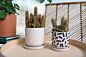 Design Shop Sundae Pot with Saucer 4.75"x 4.75", Set of 2