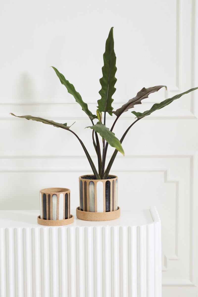 Design Shop Truman Pot with Saucer 6"x 5.5"