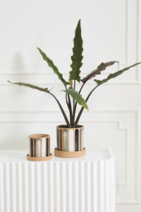 Design Shop Truman Pot with Saucer 6"x 5.5"