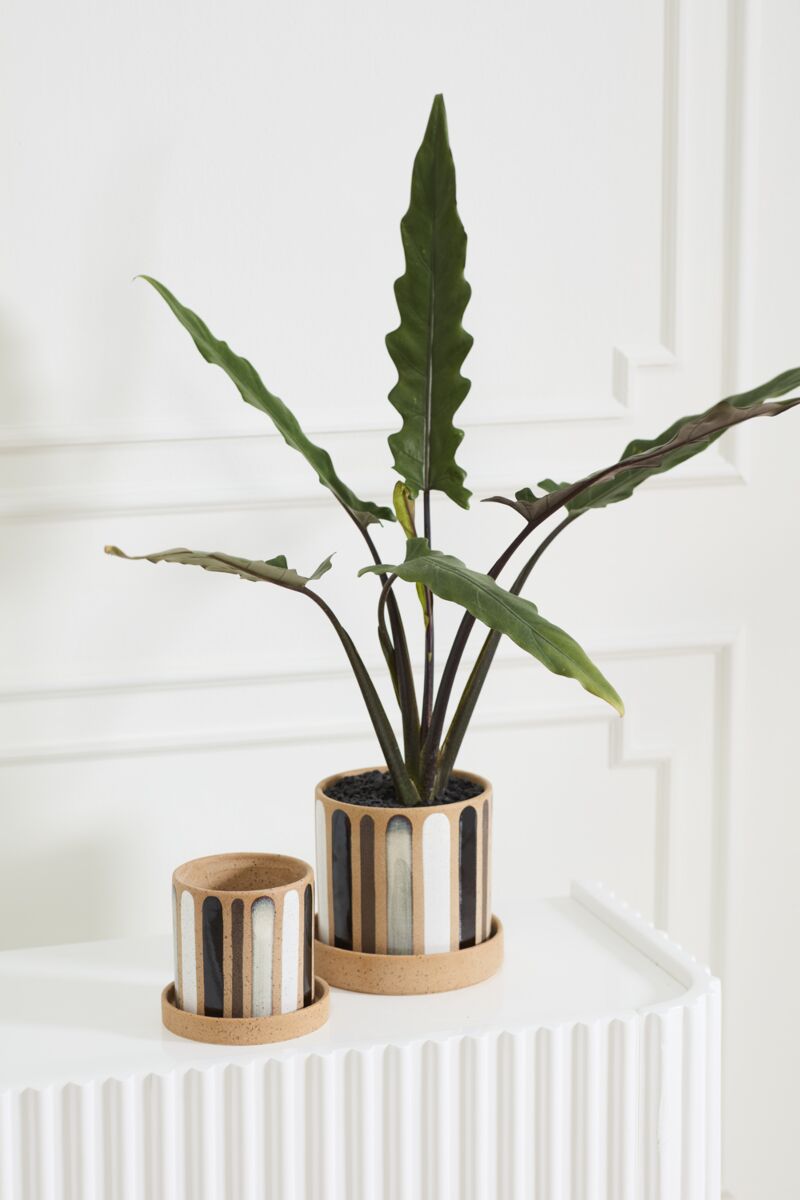 Design Shop Truman Pot with Saucer 6"x 5.5"