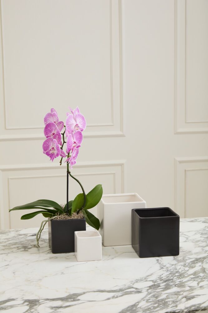 Pink orchid in a pot on a white surface with a white wall in the background
