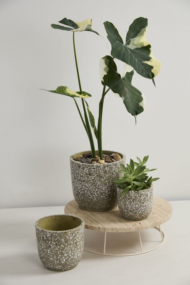 Design Shop Verde Pot 5.5"x 5", Set of 2