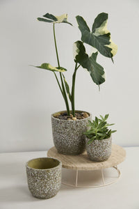 Design Shop Verde Pot 5.5"x 5", Set of 2