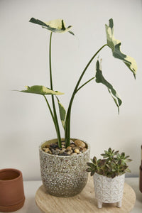 Design Shop Verde Pot 5.5"x 5", Set of 2