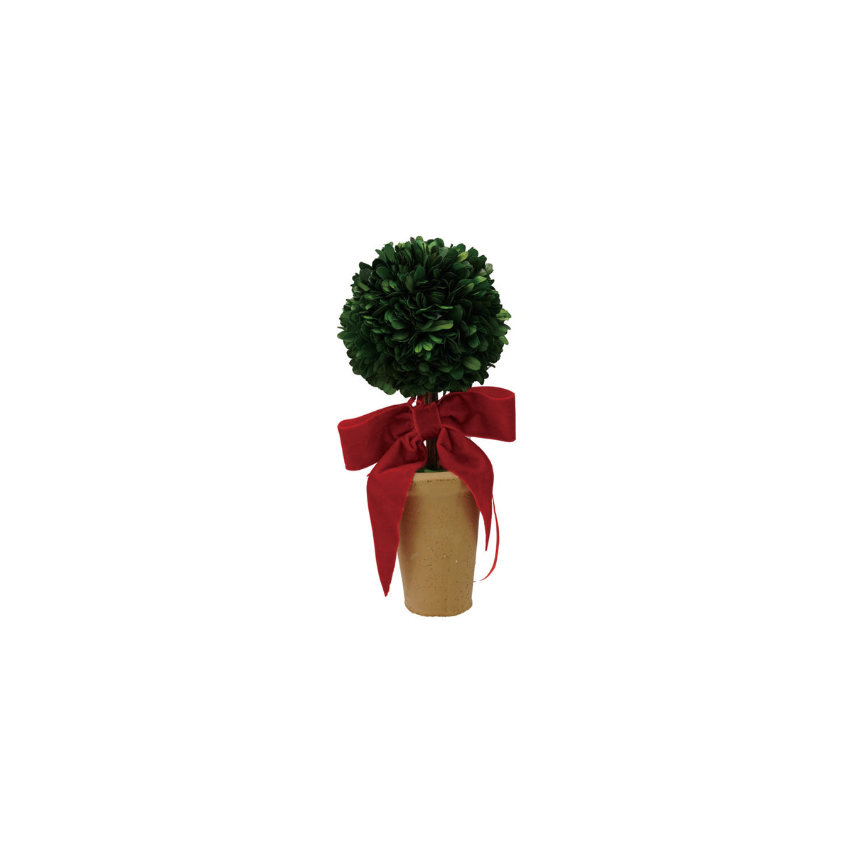 Design Shop Dried Boxwood Tree in Terra-Cotta Pot with Red Velvet Bow