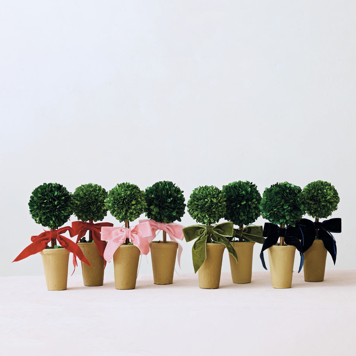 Design Shop Dried Boxwood Tree in Terra-Cotta Pot with Green Velvet Bow