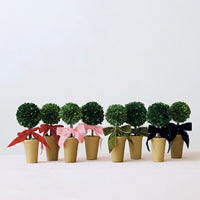 Design Shop Dried Boxwood Tree in Terra-Cotta Pot with Green Velvet Bow